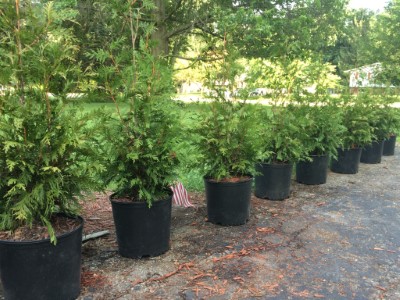 trees | fences | landscaping | shrubs | bushes | evergreens | privacy | windbreak | shade | bamboo | green | Ohio | Columbus | Hilliard | Willow | Delivery | Installation | Plant | Dig | put in | plant