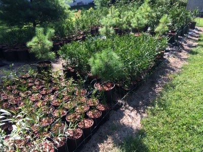 trees | fences | landscaping | shrubs | bushes | evergreens | privacy | windbreak | shade | bamboo | green | Ohio | Columbus | Hilliard | Willow | About | Family Owned | Nursery