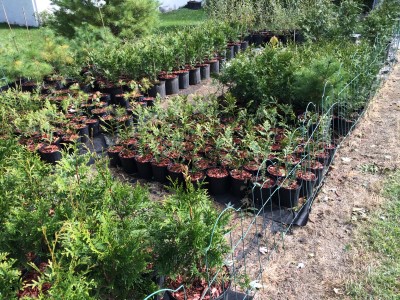 trees | fences | landscaping | shrubs | bushes | evergreens | privacy | windbreak | shade | bamboo | green | Ohio | Columbus | Hilliard | Willow | About | Family Owned | Nursery