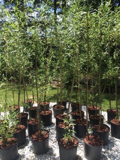 trees | fences | landscaping | shrubs | bushes | evergreens | privacy | windbreak | shade | bamboo | green | Ohio | Columbus | Hilliard | Willow | Delivery | Installation | Plant | Dig | put in | plant