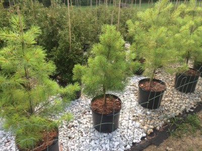 trees | fences | landscaping | shrubs | bushes | evergreens | privacy | windbreak | shade | bamboo | green | Ohio | Columbus | Hilliard | Willow | Delivery | Installation | Plant | Dig | put in | plant