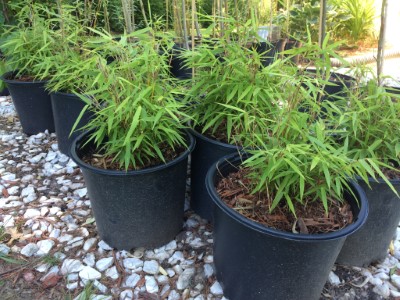 trees | fences | landscaping | shrubs | bushes | evergreens | privacy | windbreak | shade | bamboo | green | Ohio | Columbus | Hilliard | Willow | Delivery | Installation | Plant | Dig | put in | plant