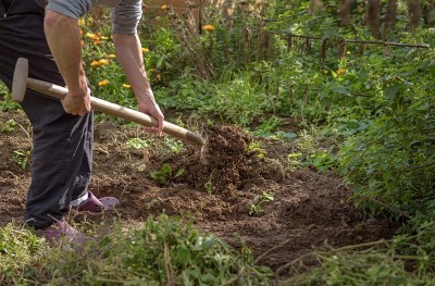 trees | fences | landscaping | shrubs | bushes | evergreens | privacy | windbreak | shade | bamboo | green | Ohio | Columbus | Hilliard | Willow | Delivery | Installation | Plant | Dig | put in | plant
